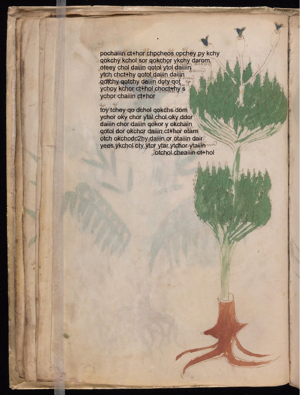 Folio 19v glyph overlay on parchment